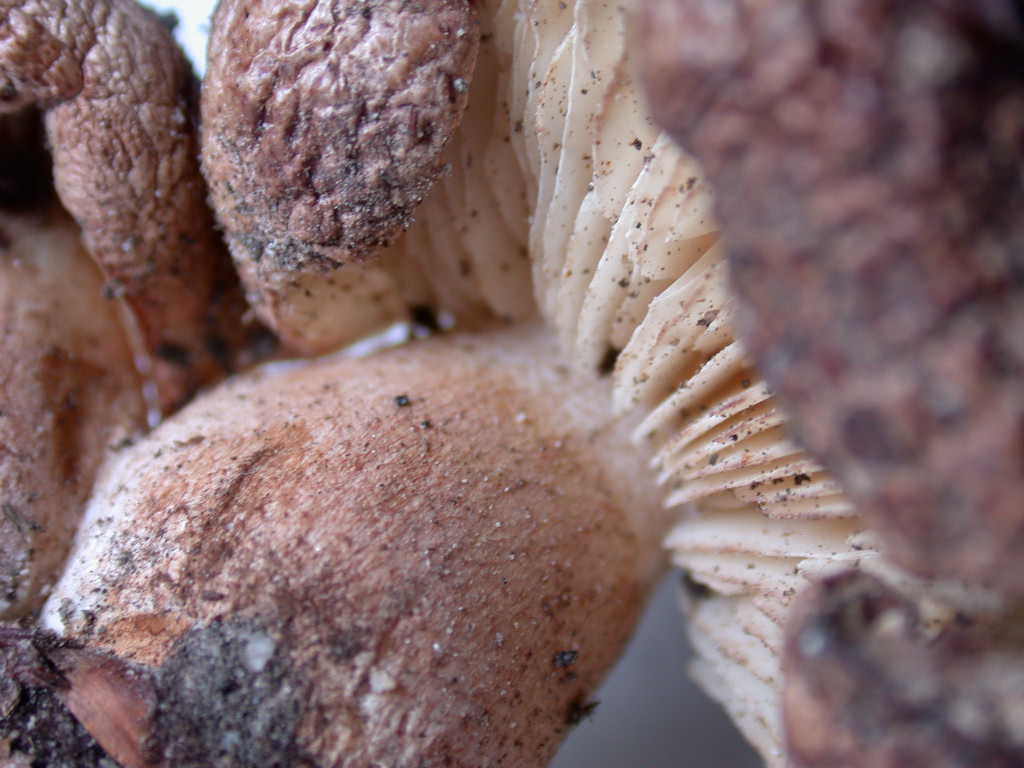 Tricholoma populinum ...!!!